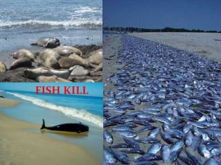 FISH KILL
 