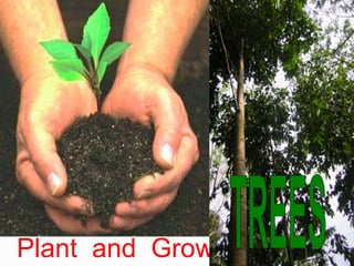 Plant and Grow
 