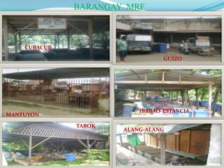 BARANGAY MRF



    CUBACUB

                                 GUIZO




                          IBABAO-ESTANCIA
MANTUYON
G
              TABOK
                      ALANG-ALANG
 
