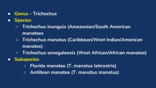 Facts About Manatees | PDF