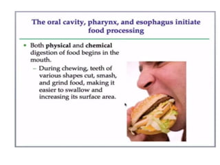 Human Digestive System- Mouth and Throat