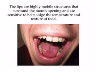 Human Digestive System- Mouth and Throat