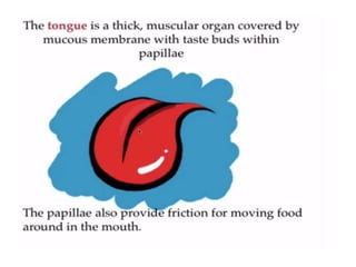 Human Digestive System- Mouth and Throat