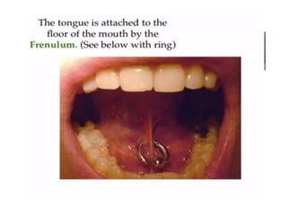 Human Digestive System- Mouth and Throat