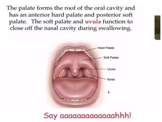 Human Digestive System- Mouth and Throat