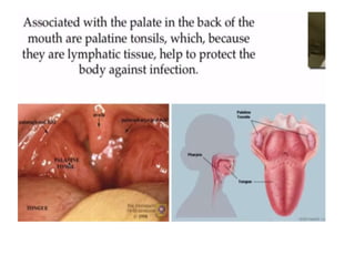 Human Digestive System- Mouth and Throat