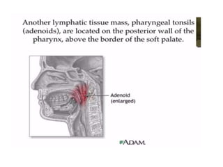 Human Digestive System- Mouth and Throat