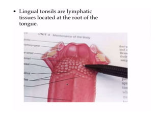Human Digestive System- Mouth and Throat