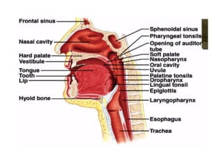 Human Digestive System- Mouth and Throat