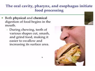 Human Digestive System- Mouth and Throat