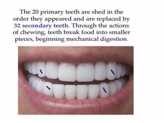 Human Digestive System- Mouth and Throat