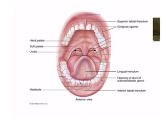 Human Digestive System- Mouth and Throat