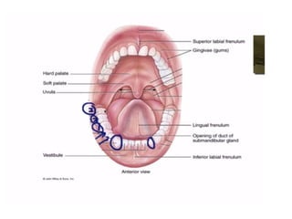 Human Digestive System- Mouth and Throat