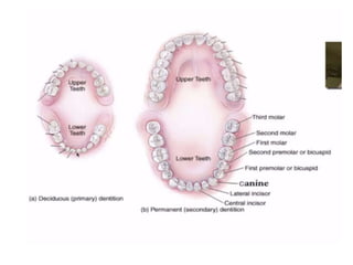Human Digestive System- Mouth and Throat