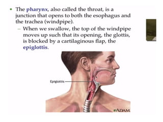 Human Digestive System- Mouth and Throat