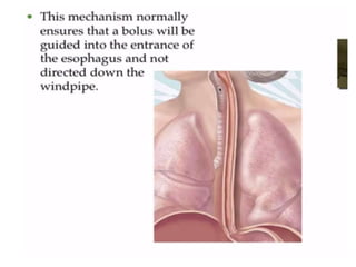 Human Digestive System- Mouth and Throat