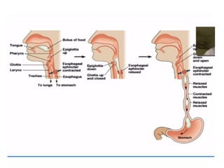 Human Digestive System- Mouth and Throat