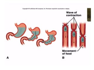 Human Digestive System- Mouth and Throat