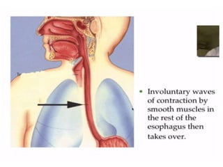 Human Digestive System- Mouth and Throat