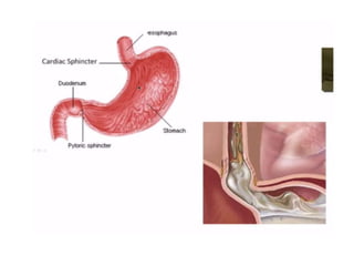 Human Digestive System- Mouth and Throat