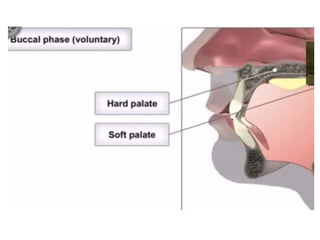 Human Digestive System- Mouth and Throat