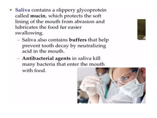 Human Digestive System- Mouth and Throat