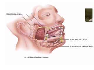 Human Digestive System- Mouth and Throat
