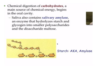 Human Digestive System- Mouth and Throat