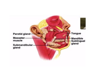 Human Digestive System- Mouth and Throat