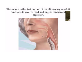 Human Digestive System- Mouth and Throat