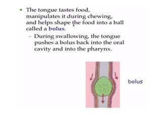 Human Digestive System- Mouth and Throat
