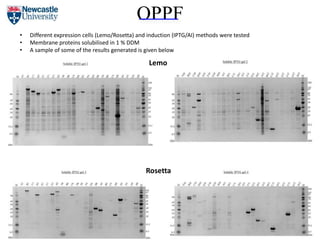 OPPF
Lemo
Rosetta
• Different expression cells (Lemo/Rosetta) and induction (IPTG/AI) methods were tested
• Membrane proteins solubilised in 1 % DDM
• A sample of some of the results generated is given below
 