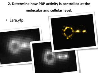 2. Determine how PBP activity is controlled at the
molecular and cellular level.
• Ezra.yfp
 