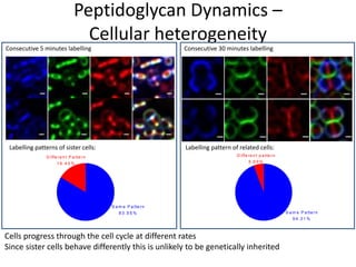 Peptidoglycan Dynamics –
Cellular heterogeneity
Consecutive 5 minutes labelling
Labelling patterns of sister cells: Labelling pattern of related cells:
Consecutive 30 minutes labelling
Cells progress through the cell cycle at different rates
Since sister cells behave differently this is unlikely to be genetically inherited
T o ta l= 2 3 1
D iffe re n t P a tte rn
1 6 .4 5 %
S a m e P a tte rn
8 3 .5 5 %
T o ta l= 7 2 0
D iffe re n t p a tte rn
5 .6 9 %
S a m e P a tte rn
9 4 .3 1 %
 