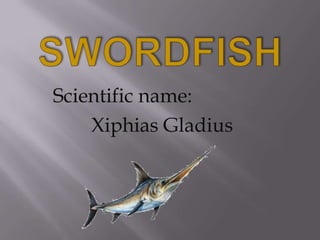 Scientific name:
    Xiphias Gladius
 