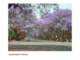 Jacarandas in Harare
 