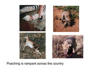 Poaching is rampant across the country
 