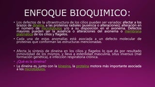 dineína
microtúbulos
membrana
plasmática
• ¿Qué es la dineína?
kinesina proteína
microtúbulos
 