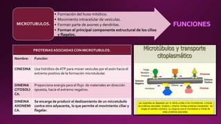 • Formación del huso mitótico.
• Movimiento intracelular de vesículas.
• Forman parte de axones y dendritas.
• Forman el principal componente estructural de los cilios
y flagelos.
MICROTUBULOS.
PROTEINASASOCIADAS CON MICROTUBULOS.
Nombre: Función:
CINESINA Usa hidrólisis de ATP para mover vesículas por el axón hacia el
extremo positivo de la formación microtubular.
DINEINA
CITOSOLI
CA.
Proporciona energía para el flujo de materiales en dirección
opuesta, hacia el extremo negativo.
DINEINA
AXONEMI
CA.
Se encarga de producir el deslizamiento de un microtubulo
contra otro adyacente, lo que permite el movimiento ciliar y
flagelar.
 