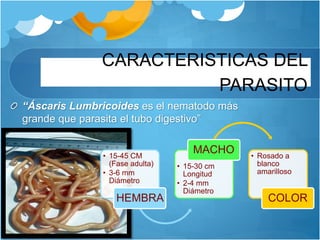 CARACTERISTICAS DEL
PARASITO
“Áscaris Lumbricoides es el nematodo más
grande que parasita el tubo digestivo”
• 15-45 CM
(Fase adulta)
• 3-6 mm
Diámetro
HEMBRA
• 15-30 cm
Longitud
• 2-4 mm
Diámetro
MACHO • Rosado a
blanco
amarilloso
COLOR
 