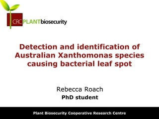 biosecurity built on science
Detection and identification of
Australian Xanthomonas species
causing bacterial leaf spot
Rebecca Roach
PhD student
Plant Biosecurity Cooperative Research Centre
 