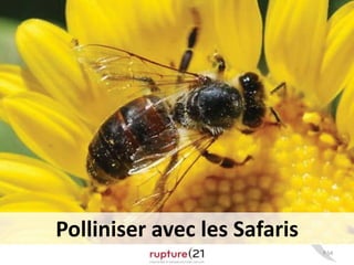 P.54
Polliniser avec les Safaris
 