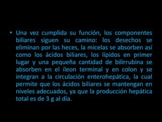 • Una vez cumplida su función, los componentes
biliares siguen su camino: los desechos se
eliminan por las heces, la micelas se absorben así
como los ácidos biliares, los lípidos en primer
lugar y una pequeña cantidad de bilirrubina se
absorben en el íleon terminal y en colon y se
integran a la circulación enterohepática, la cual
permite que los ácidos biliares se mantengan en
niveles adecuados, ya que la producción hepática
total es de 3 g al día.
 