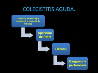 COLECISTITIS AGUDA.
Edema y Hemorragia
subserosa + necrosis de
mucosa
Aparición
de PMN
Fibrosis
Gangrena y
perforación
 