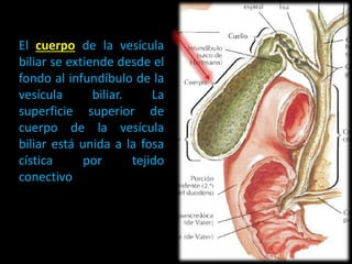 El cuerpo de la vesícula
biliar se extiende desde el
fondo al infundíbulo de la
vesícula biliar. La
superficie superior de
cuerpo de la vesícula
biliar está unida a la fosa
cística por tejido
conectivo
 