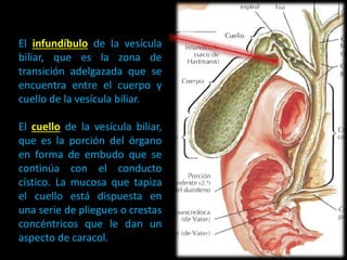 El infundíbulo de la vesícula
biliar, que es la zona de
transición adelgazada que se
encuentra entre el cuerpo y
cuello de la vesícula biliar.
El cuello de la vesícula biliar,
que es la porción del órgano
en forma de embudo que se
continúa con el conducto
cístico. La mucosa que tapiza
el cuello está dispuesta en
una serie de pliegues o crestas
concéntricos que le dan un
aspecto de caracol.
 