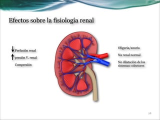 Efectos sobre la fisiología renal

Perfusión renal

!
presión V. renal
!
Compresión

Oliguria/anuria

!
Na renal normal
!

No dilatación de los
sistemas colectores

!28

 