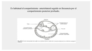Es habiatual el compartimiento anteriolateral seguido en frecuencia por el
compartimiento posterior profundo.
 