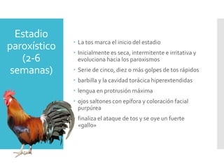 Estadio
paroxístico
(2-6
semanas)
 La tos marca el inicio del estadio
 Inicialmente es seca, intermitente e irritativa y
evoluciona hacia los paroxismos
 Serie de cinco, diez o más golpes de tos rápidos
 barbilla y la cavidad torácica hiperextendidas
 lengua en protrusión máxima
 ojos saltones con epífora y coloración facial
purpúrea
 finaliza el ataque de tos y se oye un fuerte
«gallo»
 