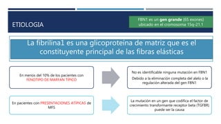 ETIOLOGIA
 Mutaciones recesivas del gen 1 de fibrilina (FBN1).
 Padre afectado, el 25% de los pacientes desarrollan la enfermedad como resultado de una mutación de
novo que involucra al gen (FBN1) que codifica la proteína del tejido conectivo fibrilina-1
FBN1 es un gen grande (65 exones)
ubicado en el cromosoma 15q-21.1
La fibrilina1 es una glicoproteína de matriz que es el
constituyente principal de las fibras elásticas
En menos del 10% de los pacientes con
FENOTIPO DE MARFAN TÍPICO
No es identificable ninguna mutación en FBN1
Debido a la eliminación completa del alelo o la
regulación alterada del gen FBN1
En pacientes con PRESENTACIONES ATÍPICAS de
MFS
La mutación en un gen que codifica el factor de
crecimiento transformante receptor beta (TGFBR)
puede ser la causa
 